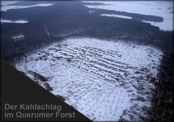 Der Kahlschlag im Querumer Forst