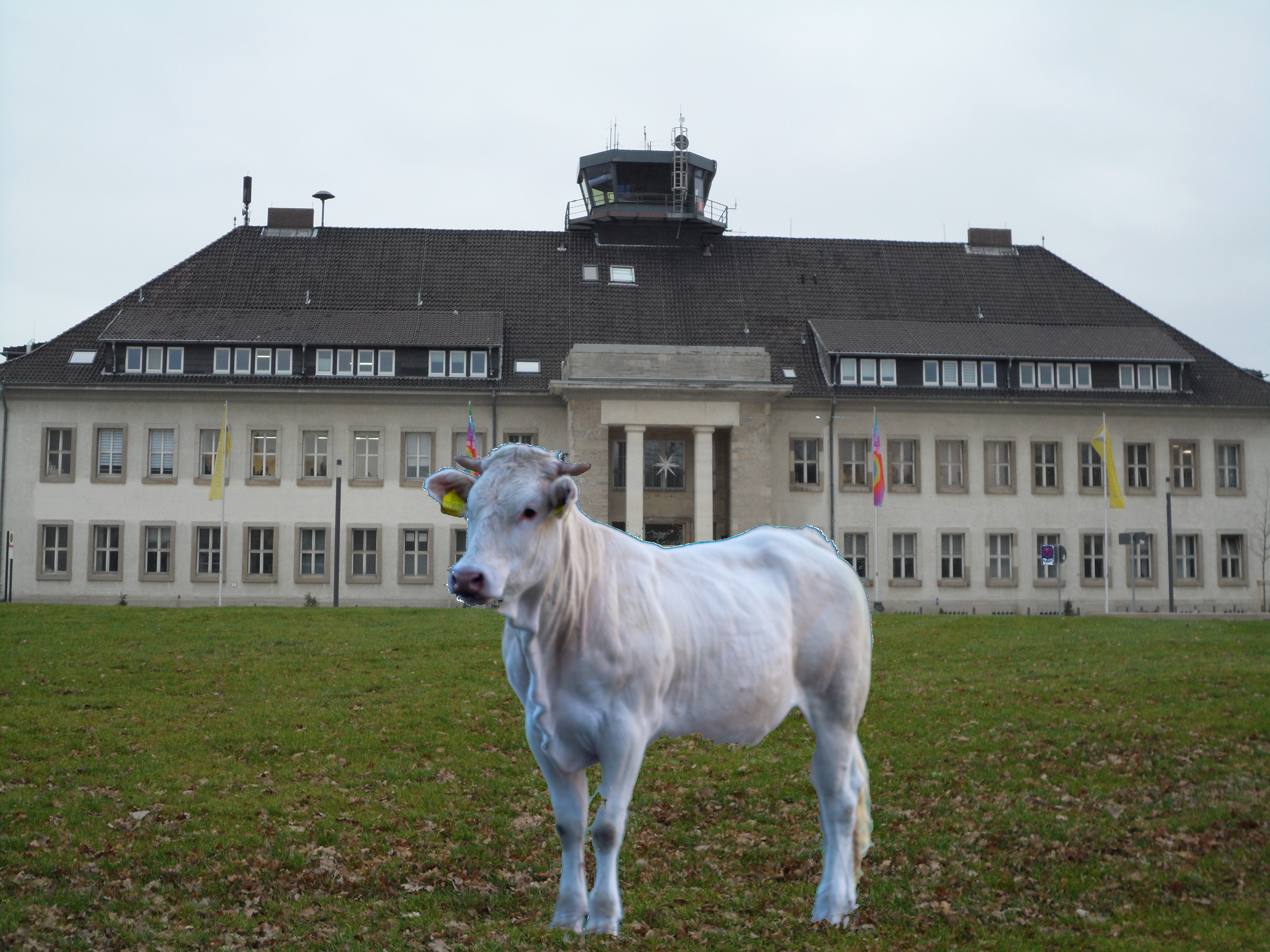 Flughafengebude mit Kuh